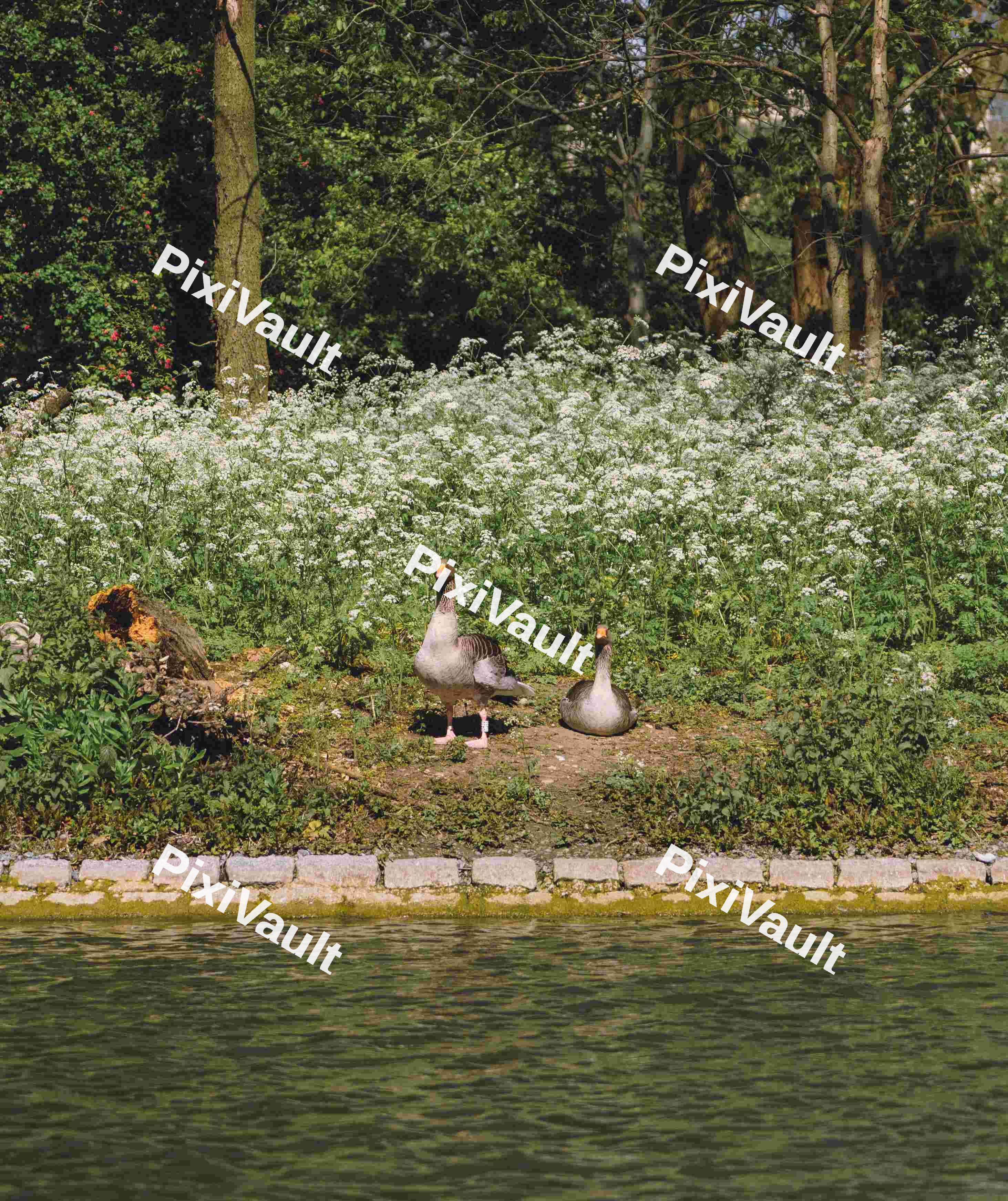 Two Egyptian Geese